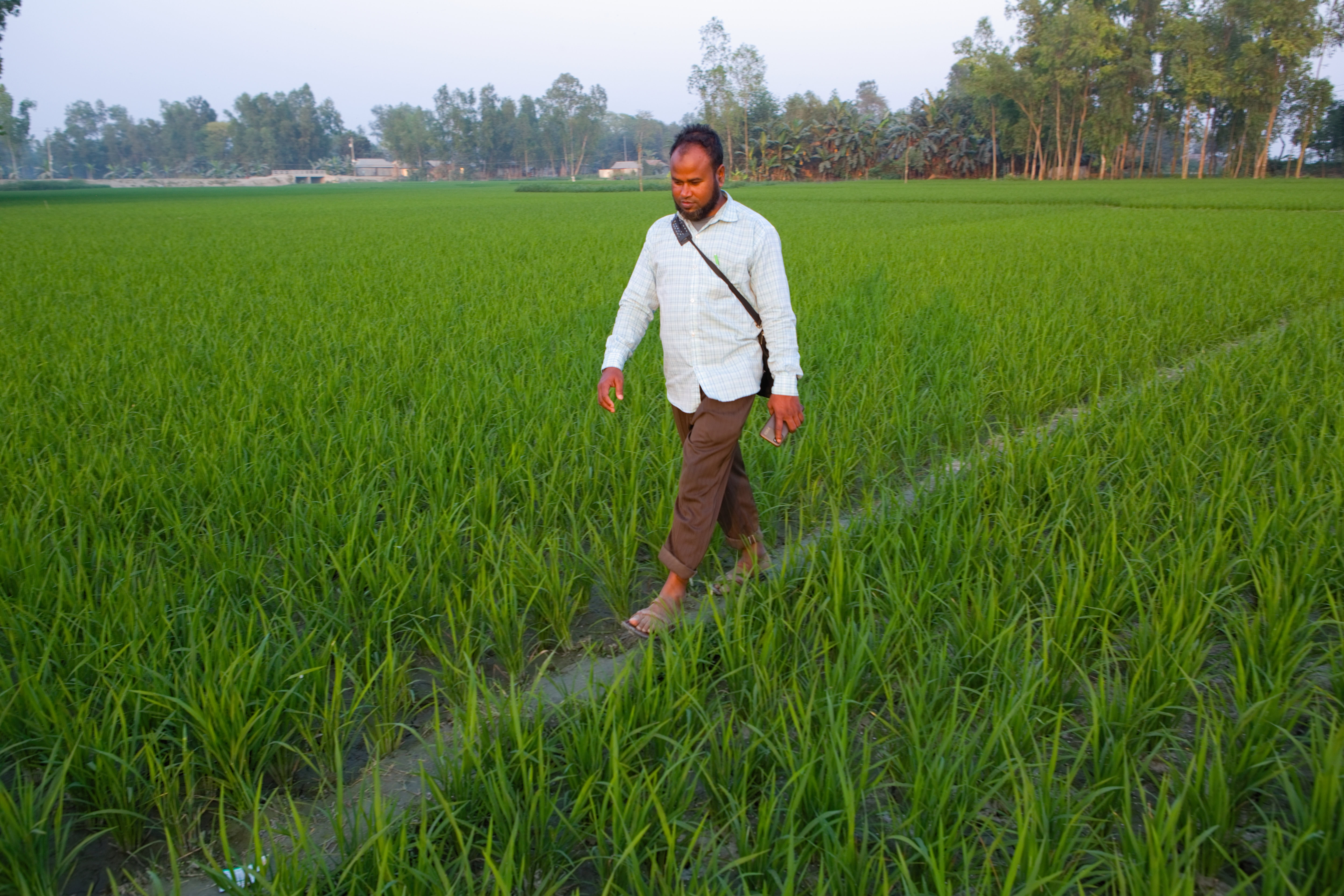 A man walks through a field in Bangladesh