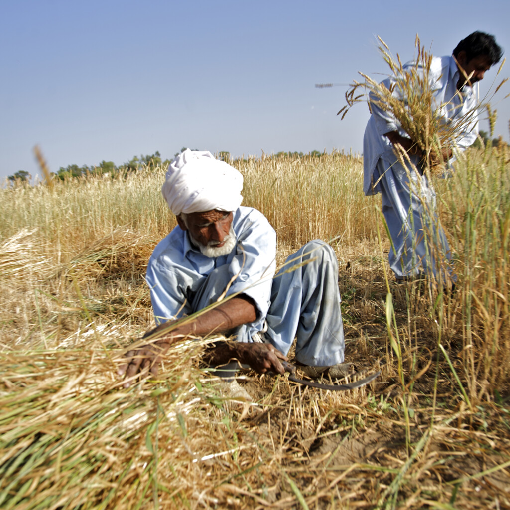Image of The wide-reaching potential of food fortification in Pakistan.